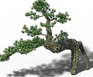 Big Tree - White Chishan - Pine 03