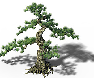 Trees - Huanglongshan Pine 01