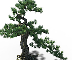 Trees - Huanglongshan Pine 02