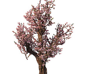 Tree - wonderful fantasy - peach tree 01