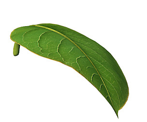 Trees - leaves 03