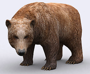 3DRT - Wild animals - Bear
