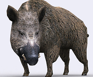 3DRT - Wild animals - Boar