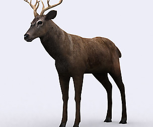 3DRT - Wild animals - Deer
