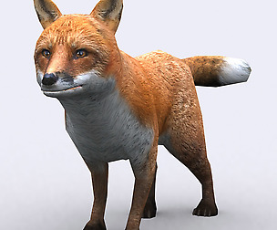 3DRT - Wild animals - Fox