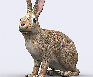 3DRT - Wild animals - Hare