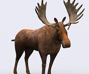3DRT - Wild animals - Moose