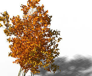 Shrub - Huanglongshan Small Trees 03