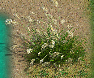 Lakeside Plants - Reed 01