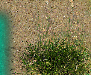 Lakeside Plants - Reed 02