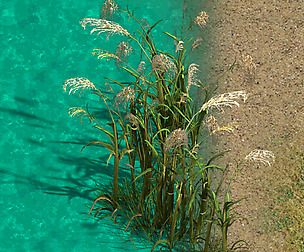 Lakeside Plants - Reed 06