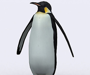 3DRT - Wild animals - Penguin
