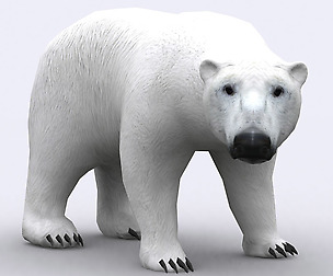 3DRT - Wild animals - Polar Bear