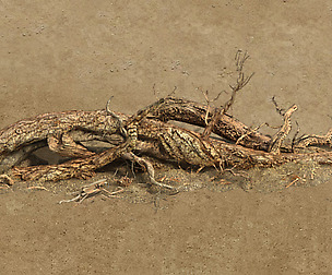 Barracks - desert Dead tree 07