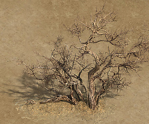 Desert Barracks - Dead Tree 04