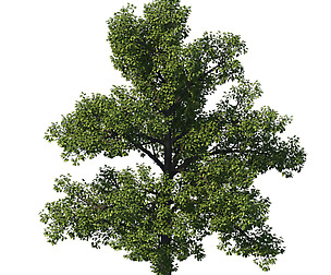 General plant - tree 35