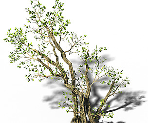 General Plant - Trees 01