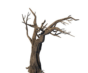 General Plant - Trees 05