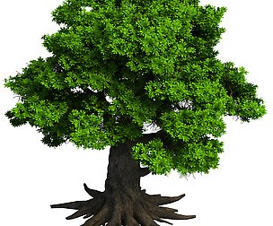 Plant - big banyan tree 053