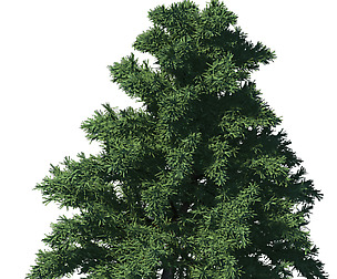 Plant - Pine 36