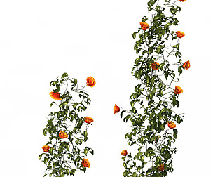 Plant - vines 01