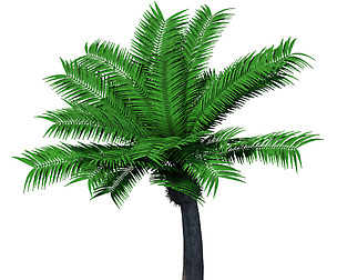 Plant - Coconut Tree 32