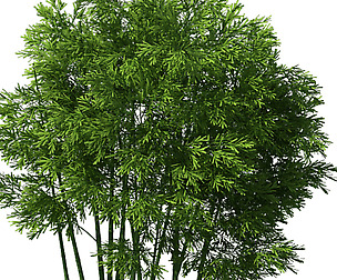 Plant - Bamboo 032