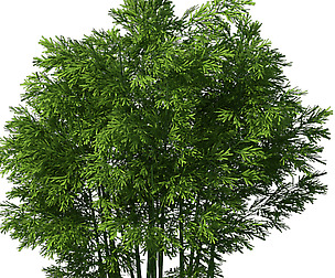 Plant - Bamboo 033