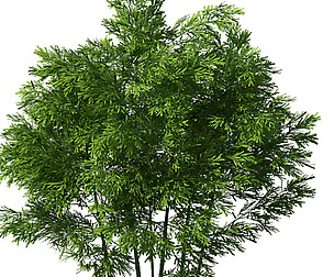 Plant - Bamboo 034