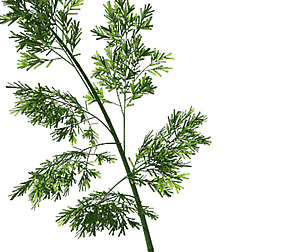 Plant - Bamboo 035