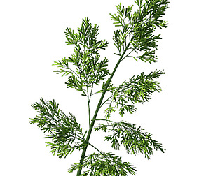 Plant - Bamboo 036