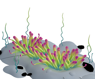 Submarine plant - small sea anemone