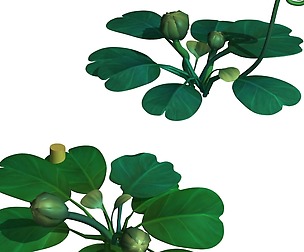 Cartoon forest - tree sea plant 02