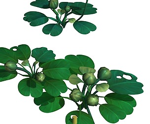 Cartoon Forest - Trees Plant 03