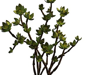 Mount Cliff - Small Plant 01