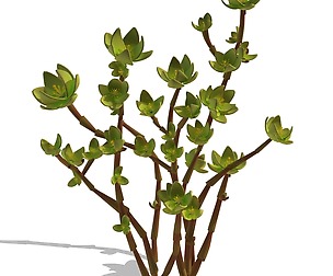 Mount Cliff - Small Plant 02