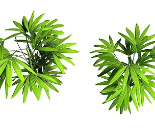 Mount Cliff - Small Plant 04