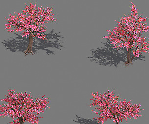 Daughter village plant - peach tree 034