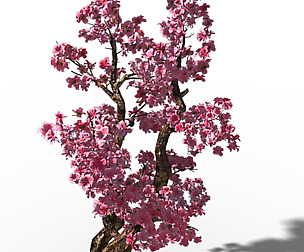 Taihu Lake coast - peach trees