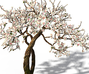 Peach Blossom Island - Trees 06