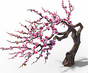 Peach Blossom Island - Peach Tree 03