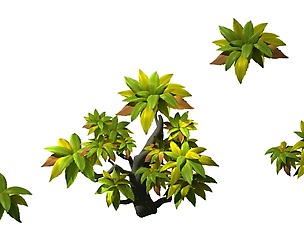 Small shrub 61