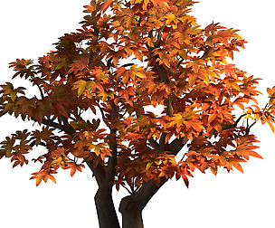 Game Model - Maple 015