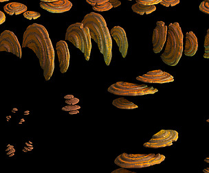 Virgin forest - yellow fungus 01