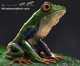 Amazon Tree Frogs and Tadpole