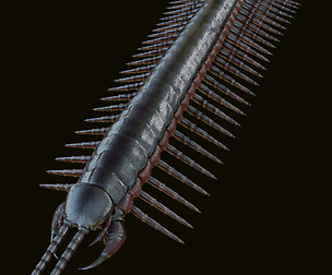 centipede