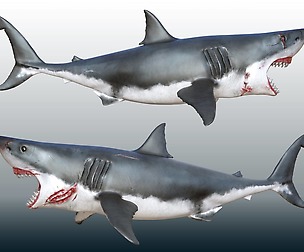 Great White shark