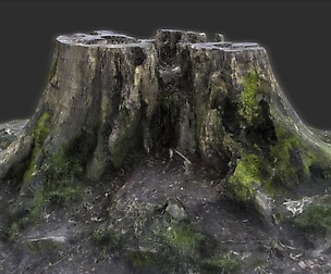 Tree Stump Model