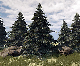 Fir Tree