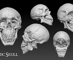 Zbrush skull (Zpr/ztl/obj/maya)